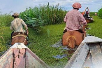 Canoa tirada a caballos en los Esteros del Iberá