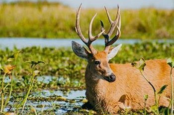 Excursión en los Esteros Iberá