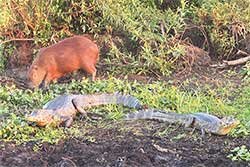 observar fauna en los esteros del iberá